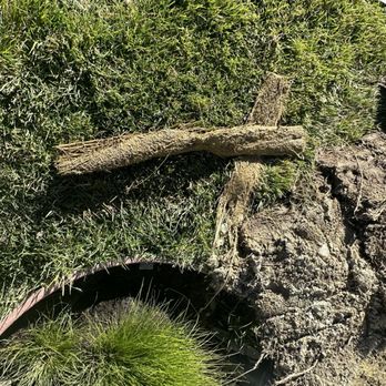 Green Pride Landscaping - What was found IN the pipes since it was clogged badly by the roots of the trees the city planted by the sidewalk. - Landscaping Near Me - Santa Clarita, California