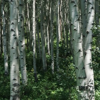 Vail Stables - Horseback Riding Near Me - Vail, Colorado