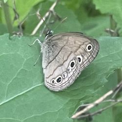 Dogwood Canyon Audubon Center - Little Wood Satyr Butterfly!