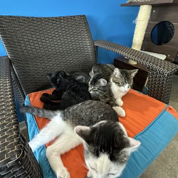 Nine Lives Cat Cafe - Coffee & Tea Near Me - Indianapolis, Indiana