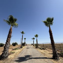 Soto’s Landscaping & Tree Service - Palm Tree Service