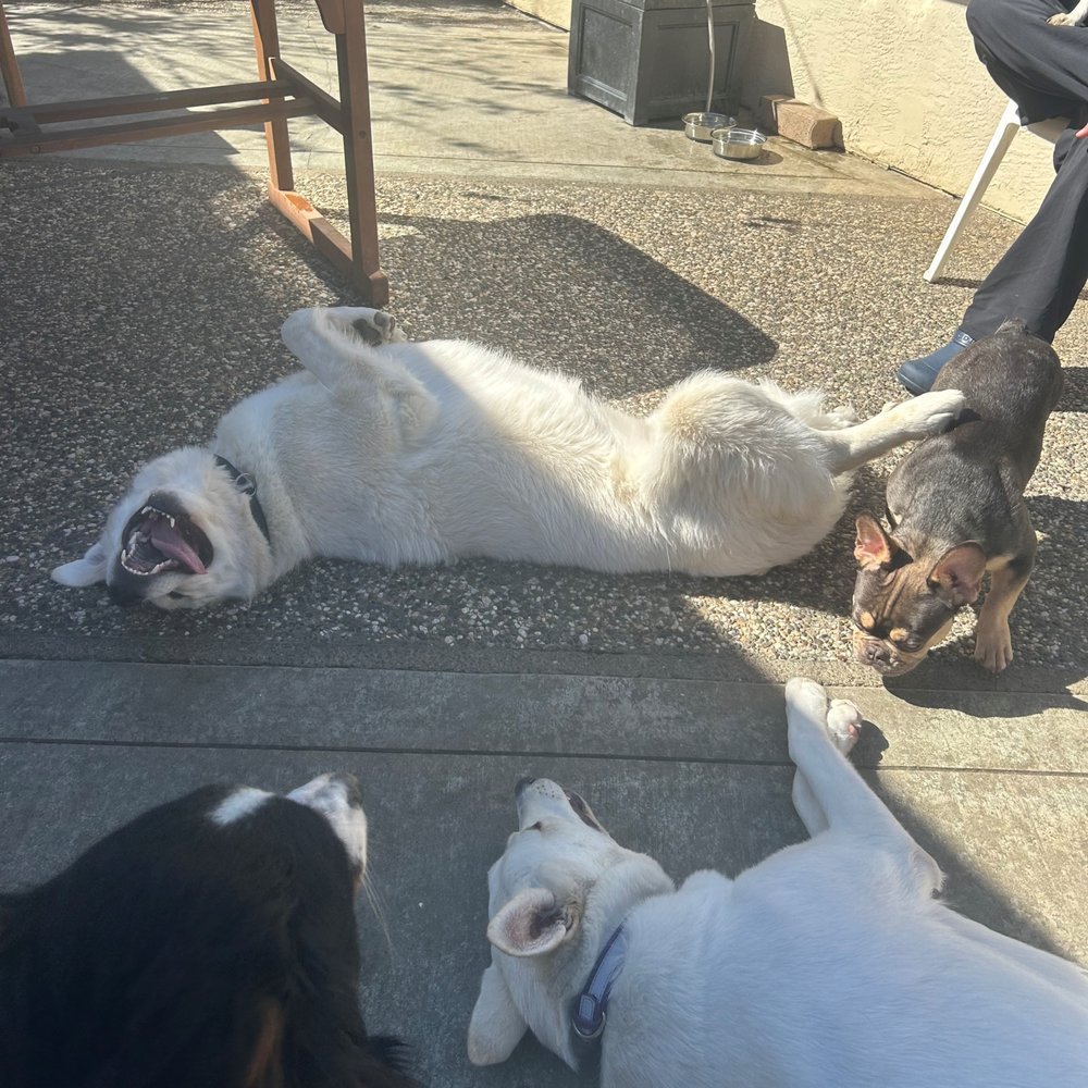 Uncle Pawpaw - Pet Groomers Near Me Uncle Pawpaw - Pet Groomers Near Me