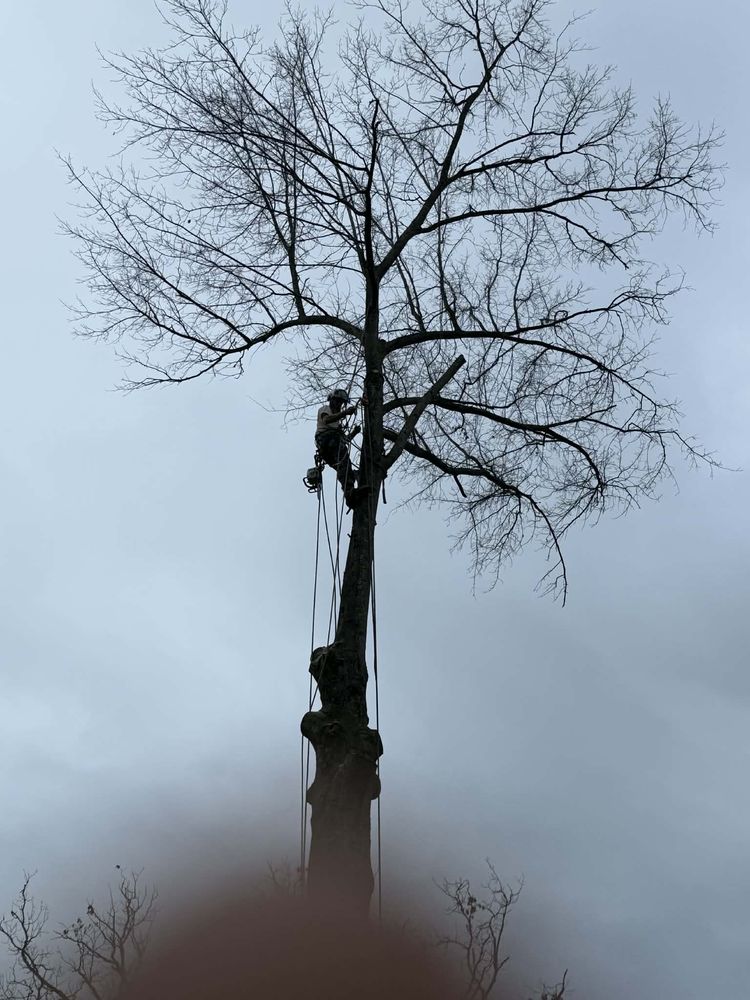 Grishabers ArborCare - tree service in Charleston, WV