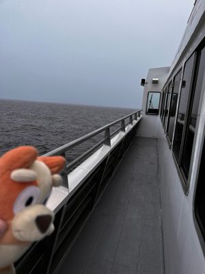 Boston Harbor City Cruises by null