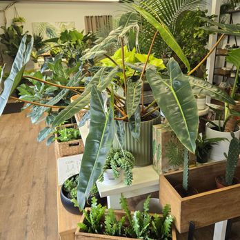 Tiny Greenhouse - Interior shop - Nurseries & Gardening Near Me - Brick, New Jersey