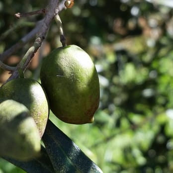 O'o Farms - olives up close - Food Tours Near Me - Kula, Hawaii O'o Farms - olives up close - Food Tours Near Me - Kula, Hawaii