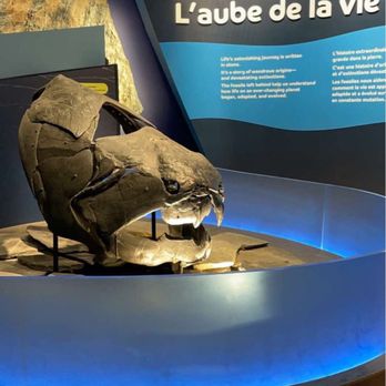 Royal Ontario Museum - Dawn of Life exhibit | IG: @nomwithelaine - Museums Near Me - Toronto, Ontario Royal Ontario Museum - Dawn of Life exhibit | IG: @nomwithelaine - Museums Near Me - Toronto, Ontario
