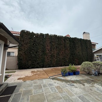 Juan Tree Service - Completed job - Tree Services Near Me - Buena Park, California Juan Tree Service - Completed job - Tree Services Near Me - Buena Park, California