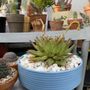 Photo of Francis's Cactus Succulents