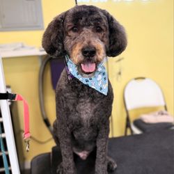 What The Fluff Mobile Pet Grooming