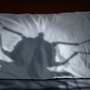 Bed Bug Heat Treatment Burbank