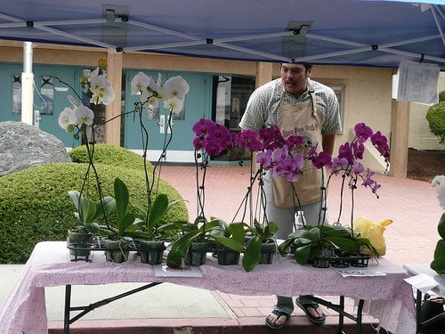 Berryessa Farmers' Market by null