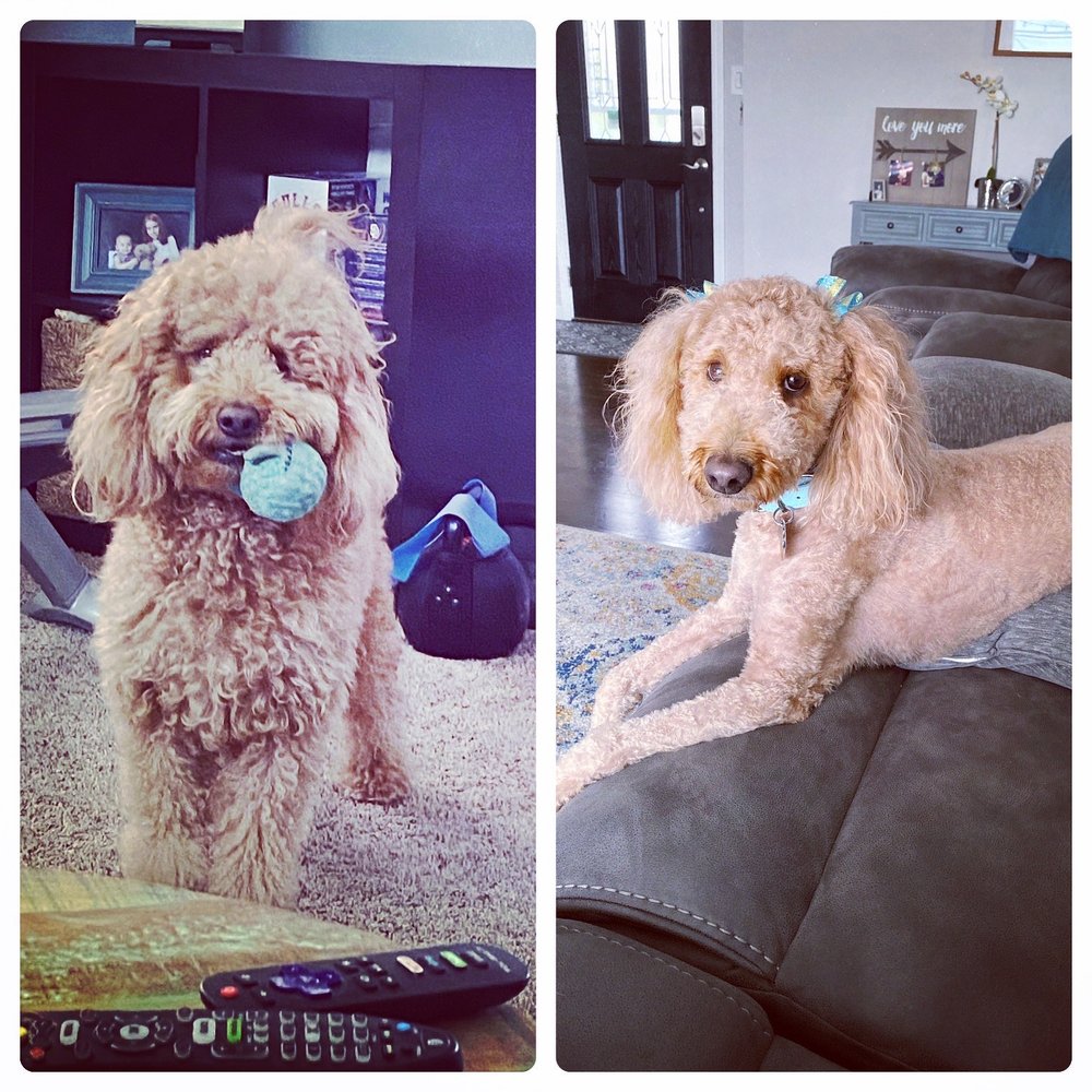 LAKE MURRAY GROOMING 35 Photos & 82 Reviews 6062 Lake Murray Blvd, La Mesa, California Pet