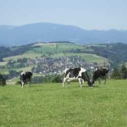 Camping Steingrubenhof
