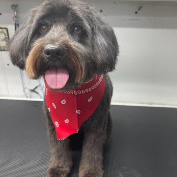 Mobile Pet Grooming Spa - Siracha - Pet Groomers Near Me