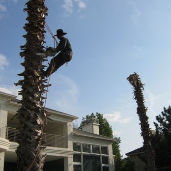 Jose's Tree Service - Palm trees are awesome! - Tree Services Near Me Jose's Tree Service - Palm trees are awesome! - Tree Services Near Me