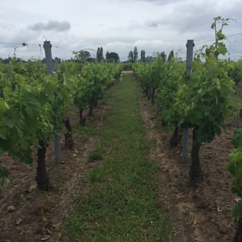 Château Cantenac - Vineyard - Wineries Near Me - Saint Emilion, 33