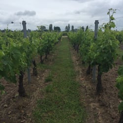 Château Cantenac - Vineyard