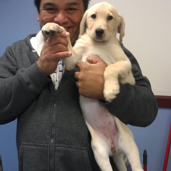 Puppies Galore & More - Pet Stores Near Me - Jacksonville, Florida Puppies Galore & More - Pet Stores Near Me - Jacksonville, Florida