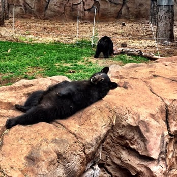 Bearizona - Zoos Near Me - Williams, Arizona
