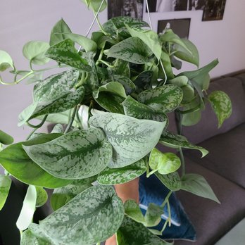 Plantiitas - This shop is amazing! I found this gorgeous scindapsus pictus exotica aka silver pothos! - Home Decor Near Me - Long Beach, California