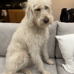 Before grooming Before grooming