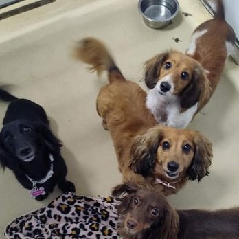 Preppy Pet - Pet Sitting Near Me - Leesburg, Florida Preppy Pet - Pet Sitting Near Me - Leesburg, Florida