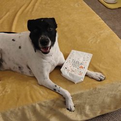Prescott Animal Hospital - Happy dog is all smiles after his medical treatment