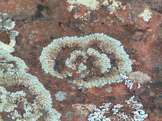 Bradleys Head Rd by null