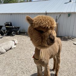 YaYa's Alpaca Farm