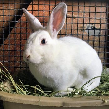 shelters with rabbits near me