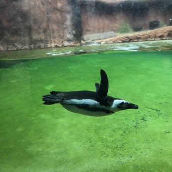 Honolulu Zoo - I never knew Africa had penguins - Zoos Near Me - Honolulu, Hawaii
