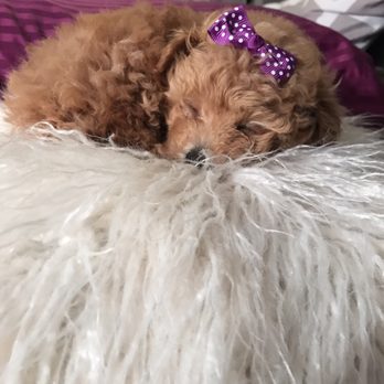 Puppy Town - Pet Breeders Near Me Puppy Town - Pet Breeders Near Me