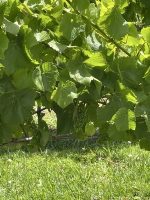 Moorilla Winery by null