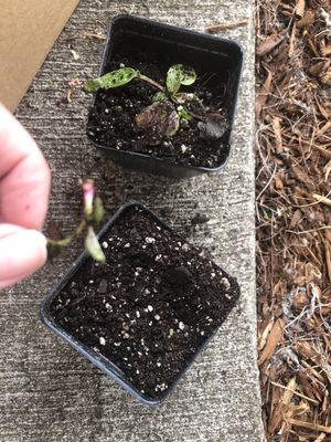 Burpee Seeds and Plants by null