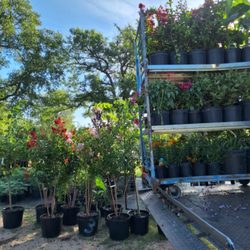 Gringo Gardens
