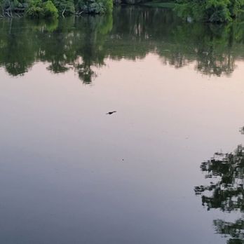 Greenfield Park - Yes...that's a gator out there chillin' - Local Flavor Near Me - Wilmington, North Carolina Greenfield Park - Yes...that's a gator out there chillin' - Local Flavor Near Me - Wilmington, North Carolina