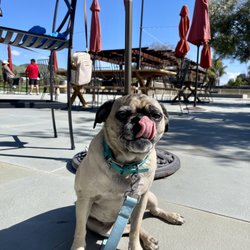 Miramar Vineyards - Dog friendly!