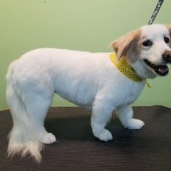 The Animal House Pet Grooming