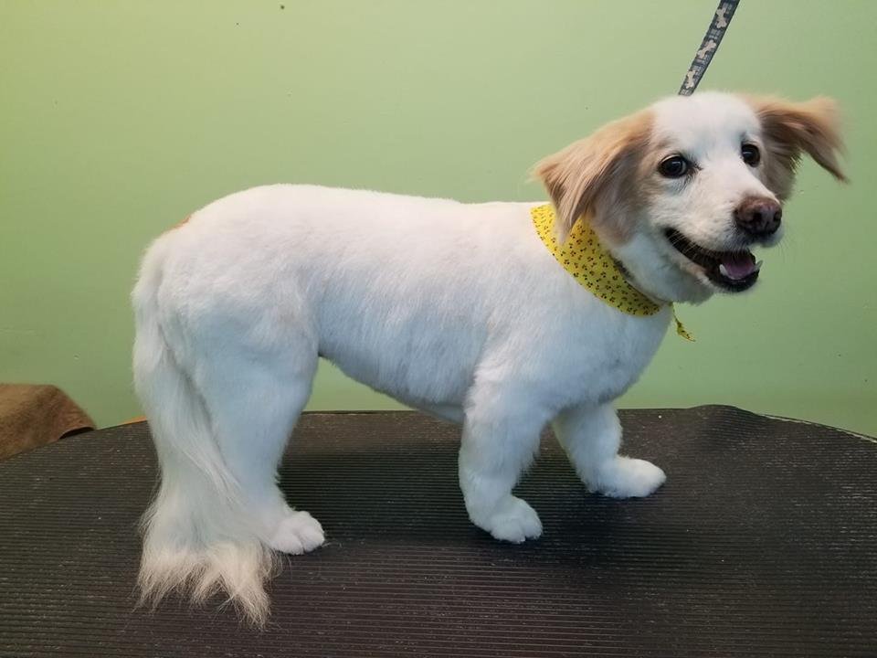 THE ANIMAL HOUSE PET GROOMING Updated October 2024 409 E US Highway