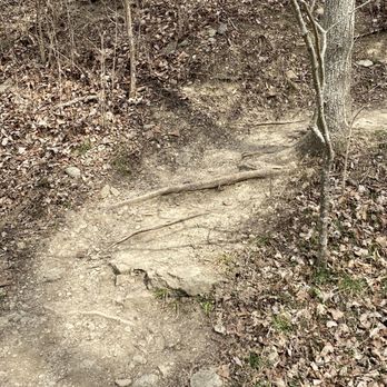 Wild Hyacinth trail - Hiking Near Me - Louisville, Kentucky Wild Hyacinth trail - Hiking Near Me - Louisville, Kentucky