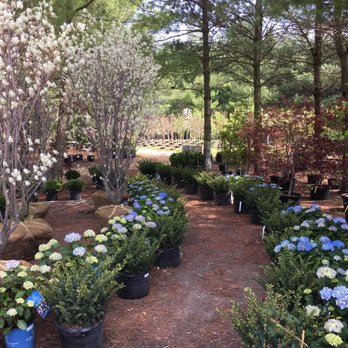 Hidden Timber Gardens - Spring shrub display - Nurseries & Gardening Near Me - Chana, Illinois Hidden Timber Gardens - Spring shrub display - Nurseries & Gardening Near Me - Chana, Illinois