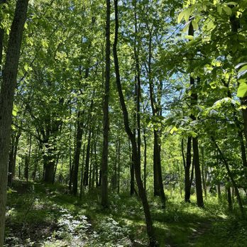 Burns Stokes Preserve - So woodsy and green and beautiful - Parks Near Me - Dexter, Michigan Burns Stokes Preserve - So woodsy and green and beautiful - Parks Near Me - Dexter, Michigan
