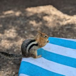 Merrill Campground - Chipmunk
