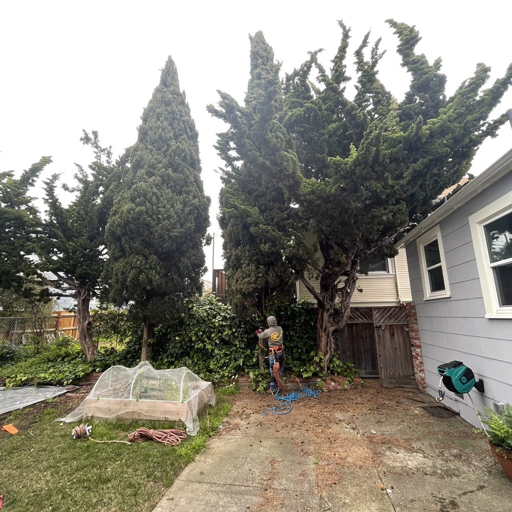 Bay Area Tree Pro - Before - Tree Services Near Me
