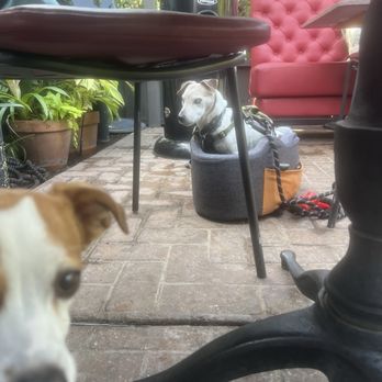 Tac/Quila - Dog friendly patio! - Tapas/Small Plates Near Me - Palm Springs, California Tac/Quila - Dog friendly patio! - Tapas/Small Plates Near Me - Palm Springs, California