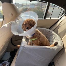 Mr Whiskey post-op Mr Whiskey post-op
