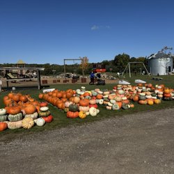 Honey Creek Orchard - Pumpkin pickings