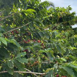 Captain Davy’s Coffee Roasters