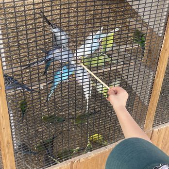 Rooster Cogburn Ostrich Ranch - Lorikeets - Petting Zoos Near Me - Picacho, Arizona